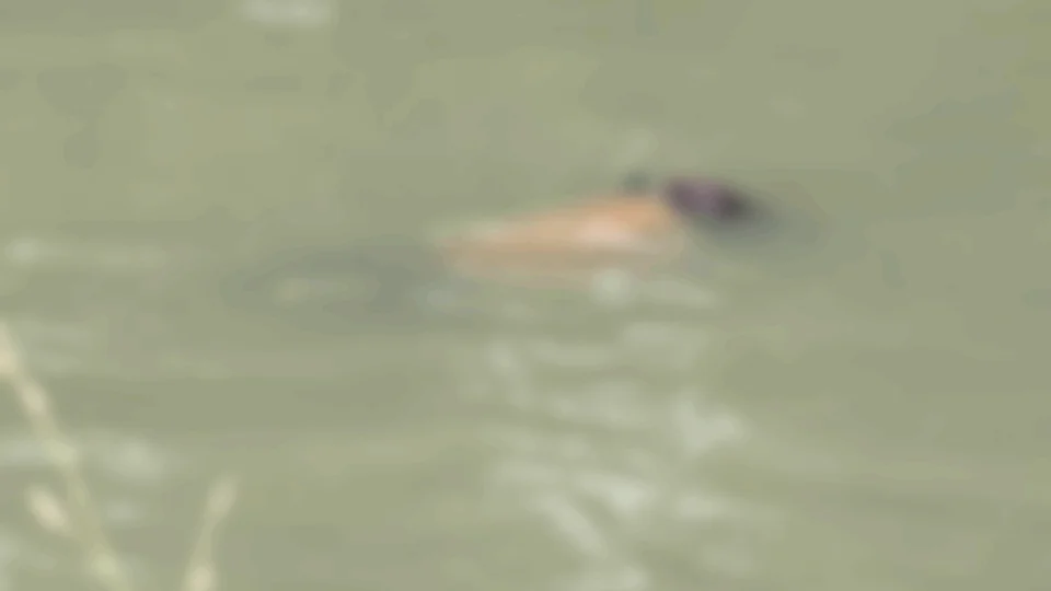 Corpo de jovem é encontrado com marcas de tiro em Igarapé no Novo Aleixo