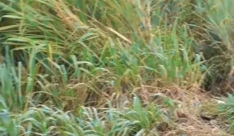 Chocante: Veja vídeo inacreditável de como ficou o corpo de vítima em acidente de trânsito