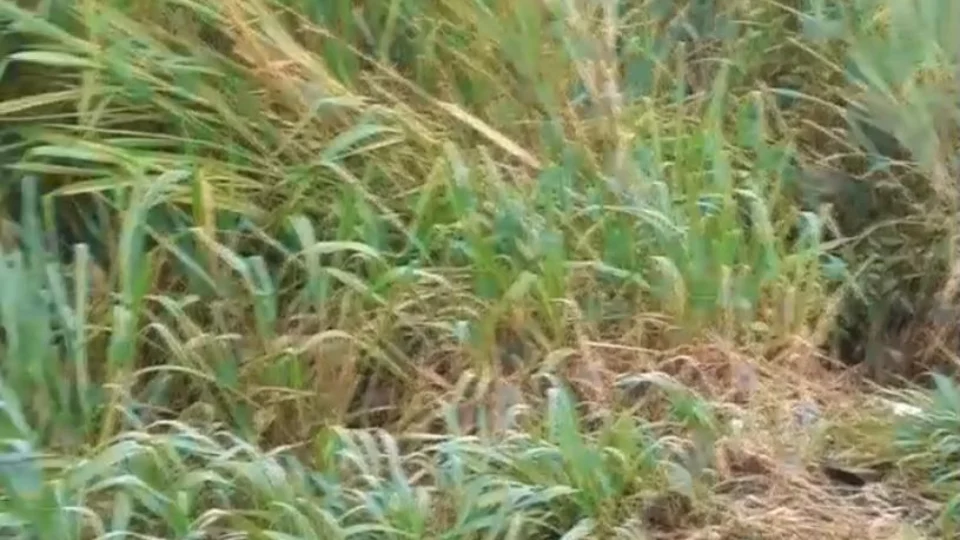 Veja vídeo inacreditável de como ficou o corpo de vítima em acidente de trânsito