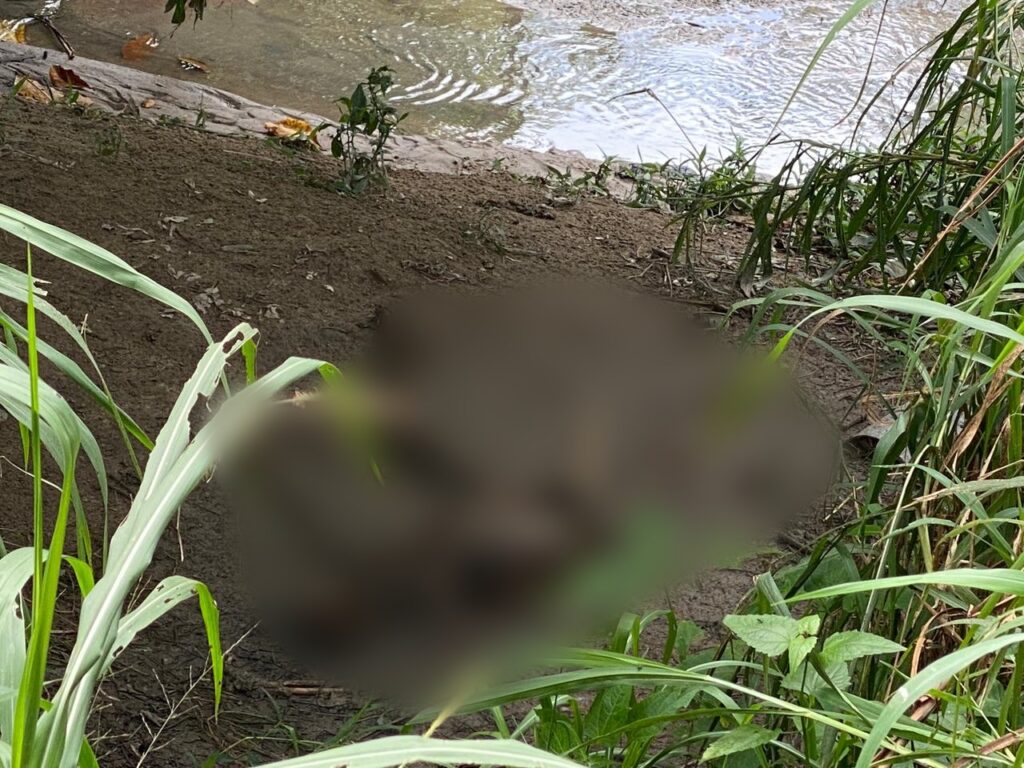 Corpo é encontrado em decomposição após passar 5 dias desovado em igarapé, na zona Norte de Manaus.