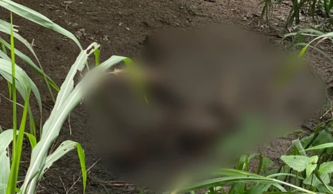 Vídeo;Corpo é encontrado em decomposição após passar 5 dias desovado em igarapé, na zona Norte de Manaus