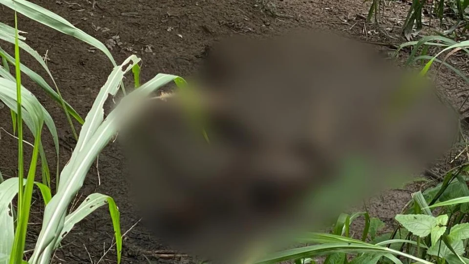 Vídeo;Corpo é encontrado em decomposição após passar 5 dias desovado em igarapé, na zona Norte de Manaus