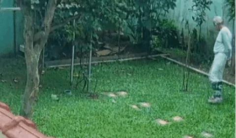 Veja vídeo;Idoso escapa por segundos de ser atingido por árvore que caiu após ventania