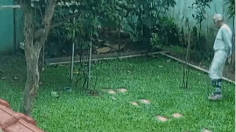 Veja vídeo;Idoso escapa por segundos de ser atingido por árvore que caiu após ventania