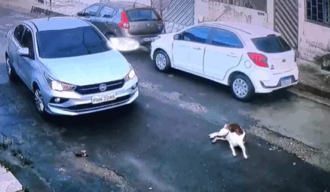 VEJA VÍDEO – Motorista atropela cachorro propositalmente e foge sem prestar socorro ao animal