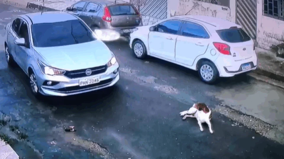VEJA VÍDEO – Motorista atropela cachorro propositalmente e foge sem prestar socorro ao animal