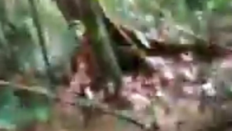 VÍDEO: Homem é encontrado em mata no AM após 9 dias desaparecido; Veja o momento do resgate