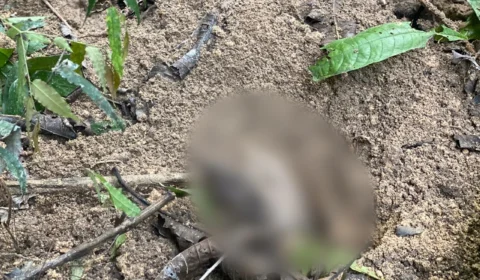 Veja vídeo;Corpo de homem é encontrado em cova rasa no Distrito Industrial 2