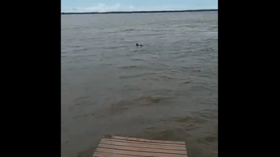 Vídeo do resgate de casal no Rio Amazonas
