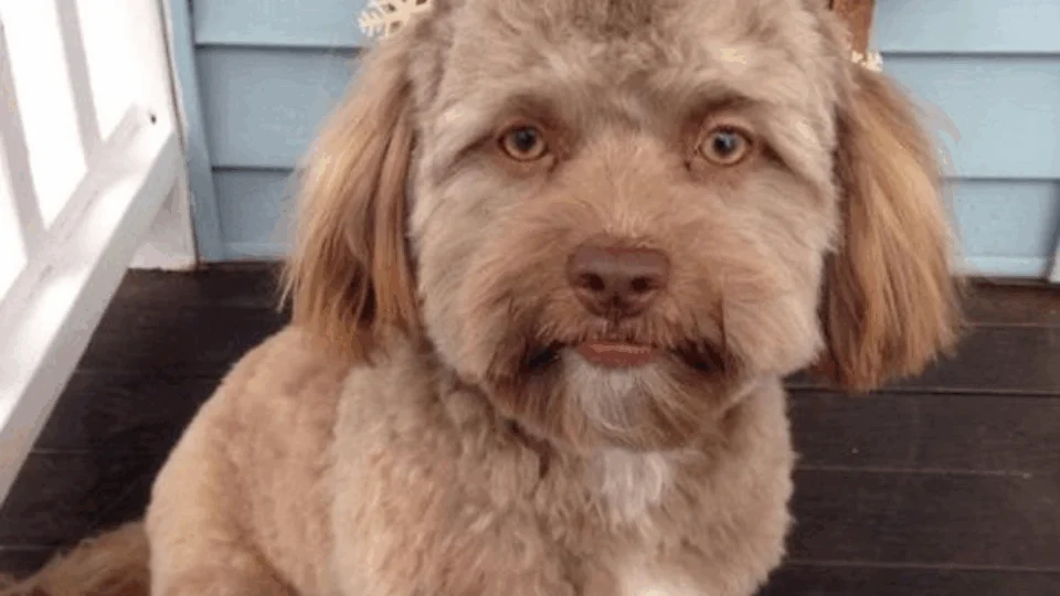 Foto de cachorro com feições humanas chama atenção na internet