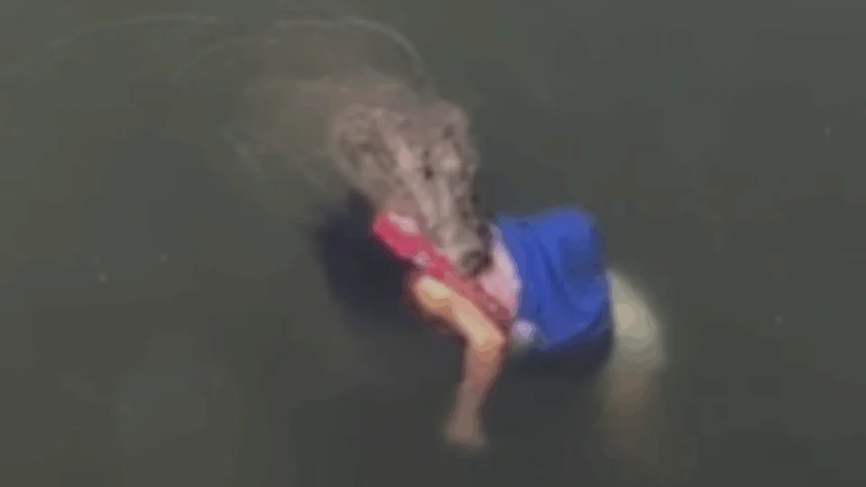 Vídeo de jacaré gigante com pessoa morta na boca