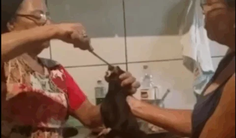VÍDEO REVOLTANTE! Mulheres obrigam gato a comer carne com pimenta e filmam os maus-tratos