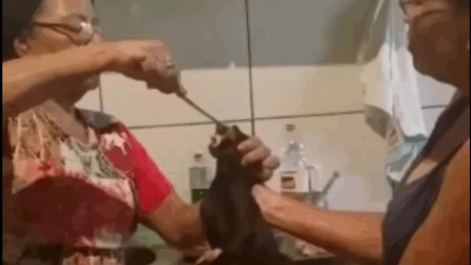VÍDEO REVOLTANTE! Mulheres obrigam gato a comer carne com pimenta e filmam os maus-tratos