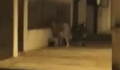 Vídeo mostra o exato momento em que esposa mata o marido a facadas; Imagens Fortes