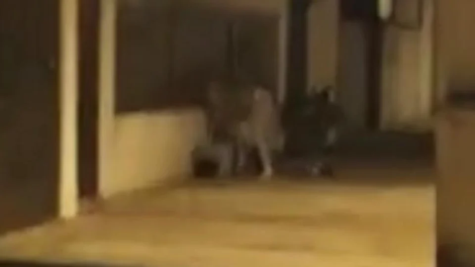 Vídeo mostra o exato momento em que esposa mata o marido a facadas; Imagens Fortes