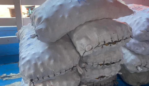 Vendedores de tucumã falam sobre a queda na venda do fruto após caso de DTA em Manacapuru