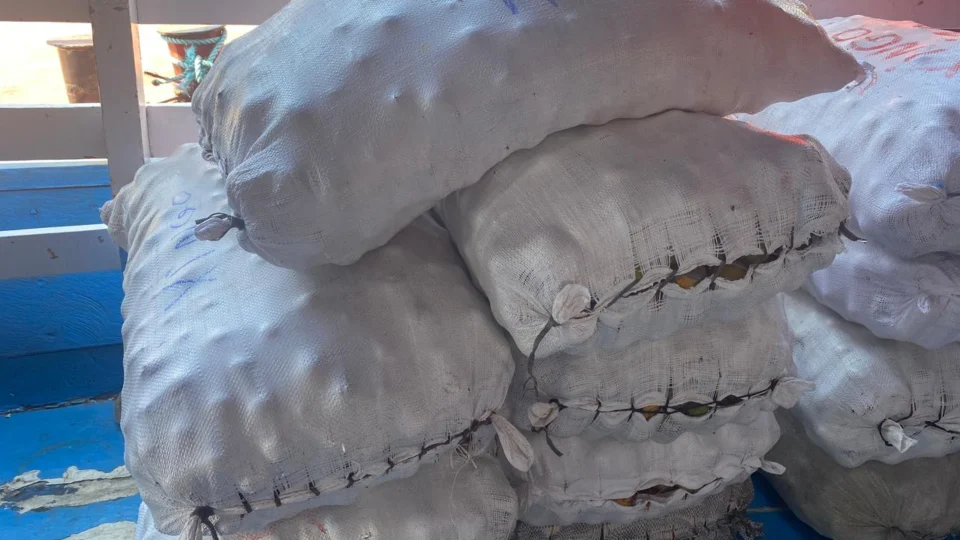 Vendedores de tucumã falam sobre a queda na venda do fruto após caso de DTA em Manacapuru