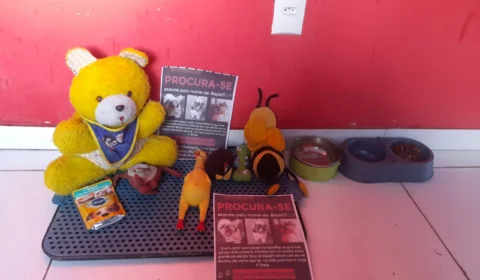 Vídeo de Shih Tzu sendo furtado