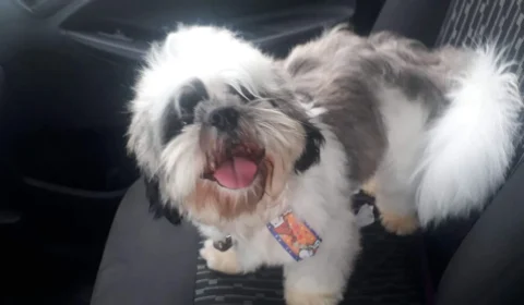 VEJA VÍDEO – Família pede ajuda para encontrar cachorrinho da raça Shih Tzu que foi furtado