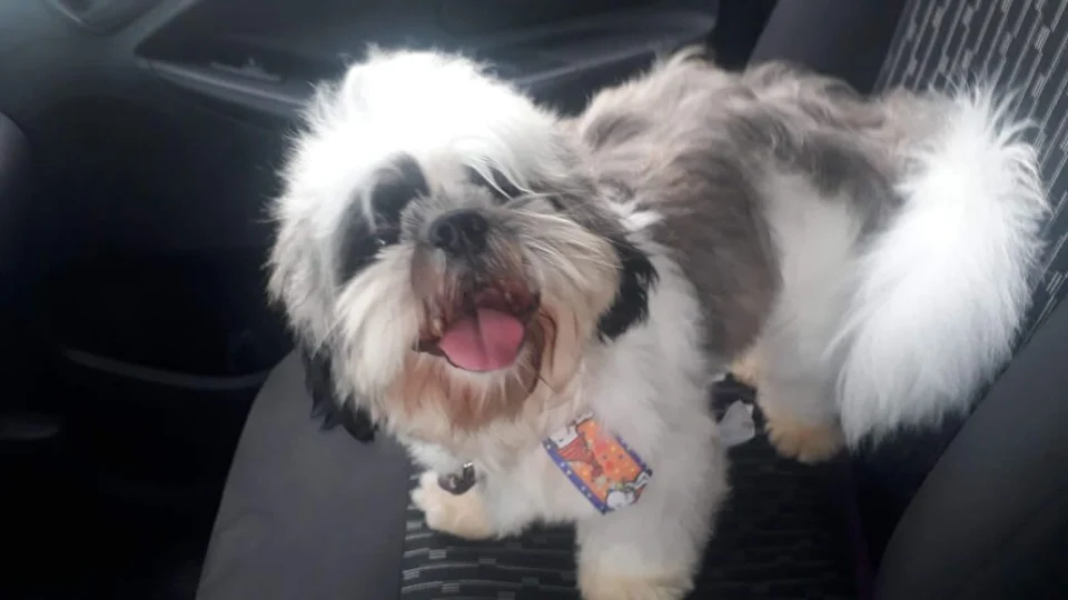 VEJA VÍDEO – Família pede ajuda para encontrar cachorrinho da raça Shih Tzu que foi furtado