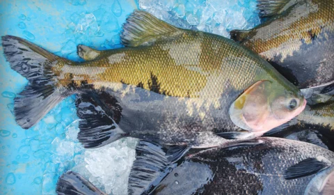 Infectologista não recomenda suspensão do consumo de peixe por causa de investigação de rabdomiólise