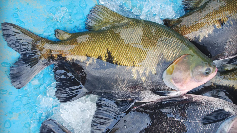 Infectologista não recomenda suspensão do consumo de peixe por causa de investigação de rabdomiólise