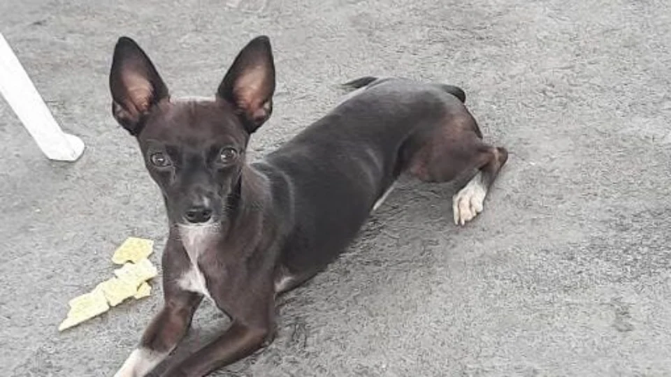 Família pede ajuda para localizar cachorro desaparecido;  “Criança está em desespero”