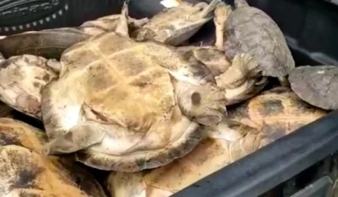 Polícia Civil prende dois homens e apreende  17 quelônios; Veja vídeo