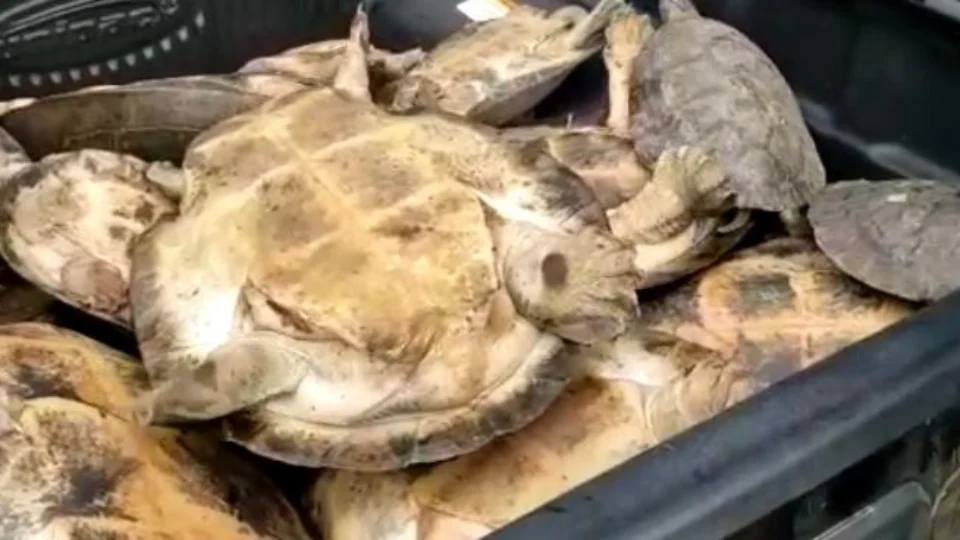 Polícia Civil prende dois homens e apreende  17 quelônios; Veja vídeo