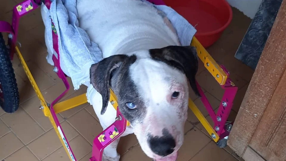 Cadela paraplégica vítima de maus-tratos ganha andador e cuidados especiais em abrigo de protetora, em Manaus