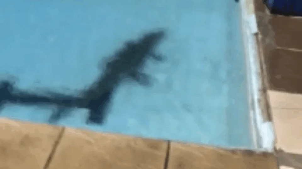VEJA VÍDEO – Jacaré é encontrado dentro de piscina em clube na Constantino Nery