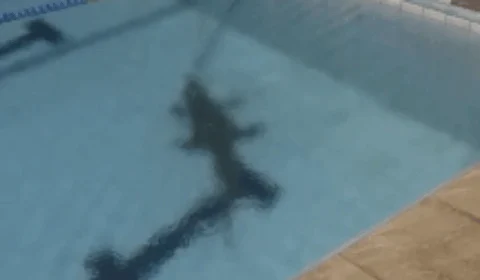 Vídeo de jacaré encontrado em piscina na Constantino Nery
