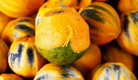 Semsa de Manacapuru considera inconclusiva a causa do surto de Tucumã contaminado