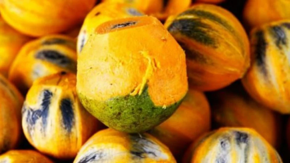 Semsa de Manacapuru considera inconclusiva a causa do surto de Tucumã contaminado