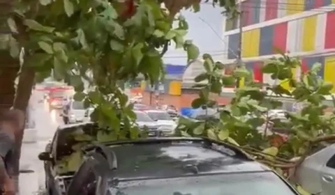 Árvore desaba sobre carro e deixa  trânsito lento no bairro Dom Pedro