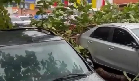Árvore desaba sobre carro e deixa  trânsito lento no bairro Dom Pedro; Veja vídeo