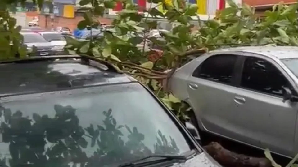 Árvore desaba sobre carro e deixa  trânsito lento no bairro Dom Pedro; Veja vídeo