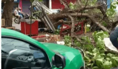 Vídeo; Ventania derruba árvore e bloqueia via no bairro Compensa, em Manaus