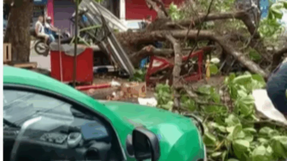 Vídeo; Ventania derruba árvore e bloqueia via no bairro Compensa, em Manaus