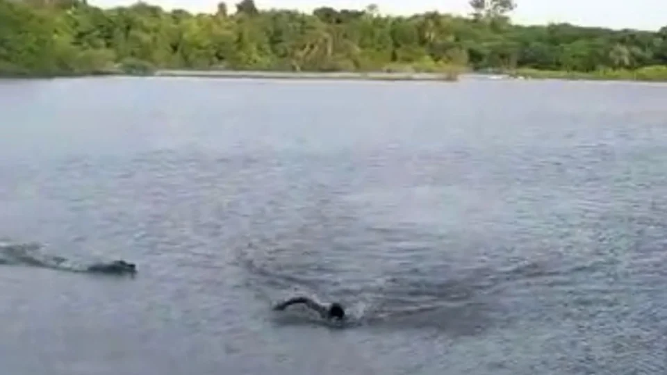 Vídeo de homem atacado por jacaré em lago proibido para banhistas