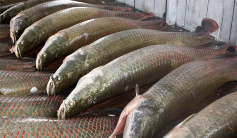 FAS promove Feira do Pirarucu para o fim de semana; Saiba mais!