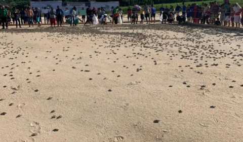 Mais de 270 mil filhotes de quelônios são devolvidos para rio em Carauari