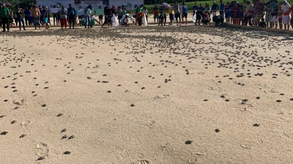 Mais de 270 mil filhotes de quelônios são devolvidos para rio em Carauari