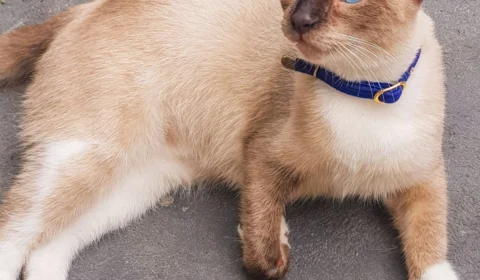 Gata de estimação desaparece e família está desolada, em Manaus