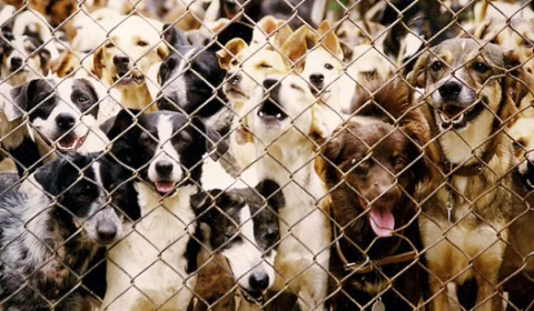 Prefeito acata indicação para criação de abrigo para animais em Manaus