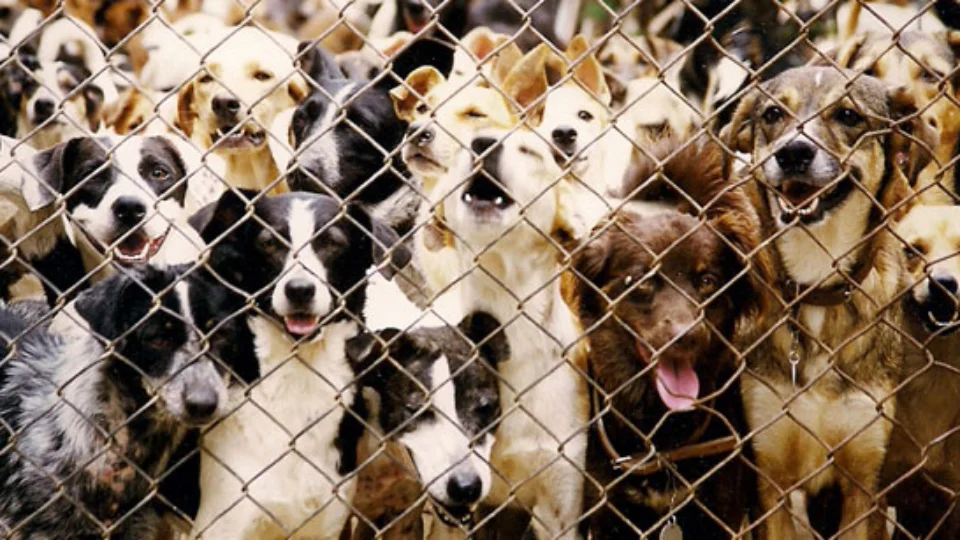 Prefeito acata indicação para criação de abrigo para animais em Manaus