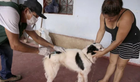 Campanha antirrábica animal começa nesta quinta (9) na zona Norte de Manaus