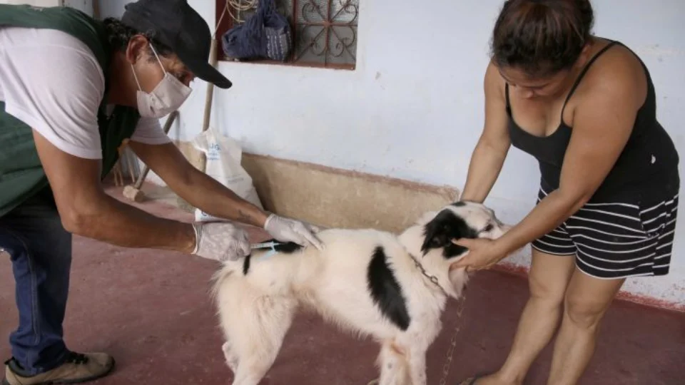 Campanha antirrábica animal começa nesta quinta (9) na zona Norte de Manaus