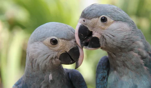 Parceria entre ministério e Unesco premiará projetos de biodiversidade