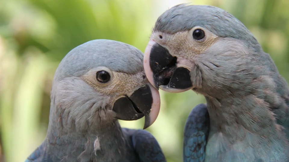 Parceria entre ministério e Unesco premiará projetos de biodiversidade